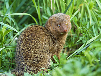 Mongoose, Agile predator, Camouflaged hunter, Wildlife close-up HD wallpaper