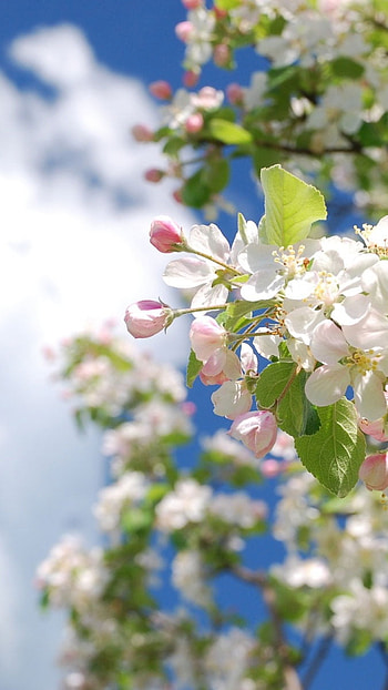 May Background, Blue Sky, Flowers Background HD phone wallpaper