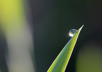 Close-up of a dew drop on a grass blade with a blurred natural background. HD wallpaper
