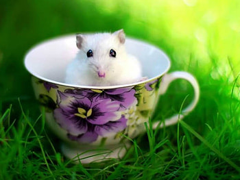 WHITE HAMPSTER, HAMPSTER, WHITE, CUTE HD wallpaper