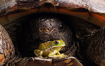 Animals, Muzzle, Carapace, Shell, Turtle, Frog HD wallpaper
