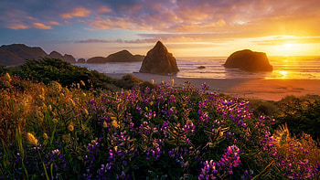 Oregon Coast, sea, colors, clouds, flowers, sky, rocks, sunset, usa, shore HD wallpaper