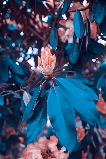 Flowers, Leaves, Bush, Garden HD phone wallpaper
