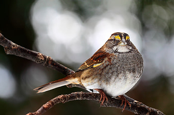 Animals, Bird, Sit, Branch, Thick, Fat HD wallpaper