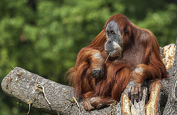 Orangutan animal, Primate , , Mobile backgrounds HD wallpaper