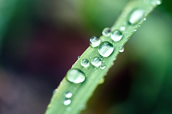 Drops, Macro, Wet, Sheet, Leaf, Dew HD wallpaper