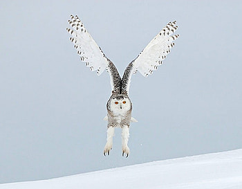 Landing Owl, beautiful HD wallpaper