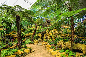 Explore a vibrant tropical garden featuring ferns, flowers, and a stone pathway under a greenhouse canopy. HD wallpaper