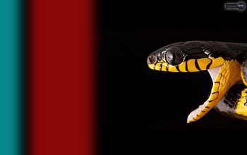 Best Snake and Backgrounds HD wallpaper