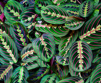 Flowers, Leaves, Flower, Veins HD wallpaper