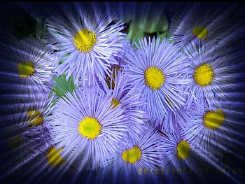 azure blue flowers, azure blue, flowers HD wallpaper
