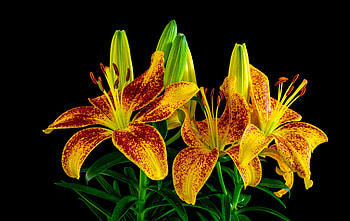 Lilies with buds, Flowers, Yellow, Buds, Lilies HD wallpaper