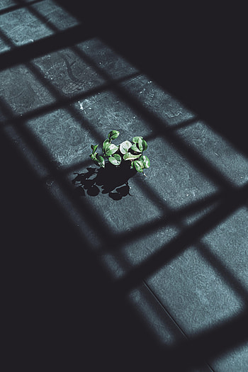 Leaves, Plant, Shine, Light, Miscellanea, Miscellaneous, Shadow HD phone wallpaper