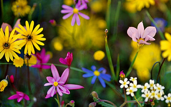 JUST FLOWERS, high def, pretty, field, garden, flowers, daisies HD wallpaper