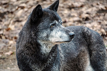 Animals, Dog, Muzzle, Predator, Wolf HD wallpaper