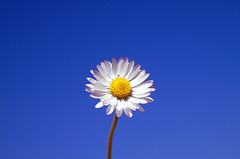 Gerbera, white flower, portrait HD wallpaper