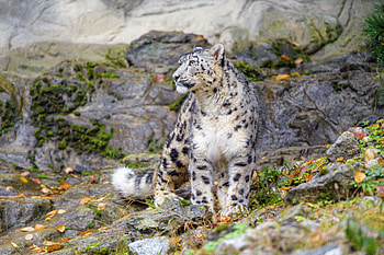 Animals, Snow Leopard, Predator, Big Cat, Irbis HD wallpaper