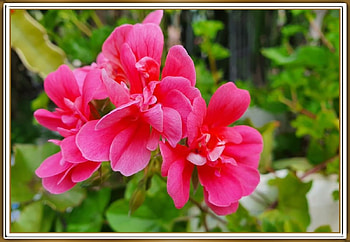 BEAUTIFUL GERANIUM, PRETTY, NATURE, FLOWERS HD wallpaper