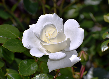White rose, Leaves, Macro, Flower, Rose HD wallpaper