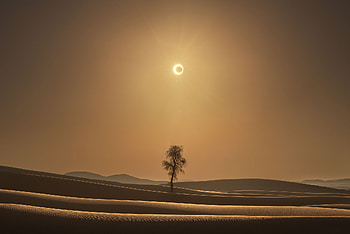 lonely tree, nature, desert HD wallpaper