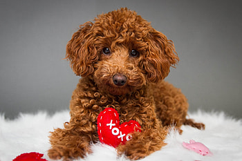 XOXO, dog, animal, cute, valentine, puppy, red, card, kiss, heart, caine HD wallpaper