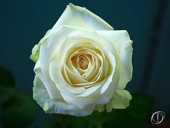 Plants, Flowers, Roses HD wallpaper