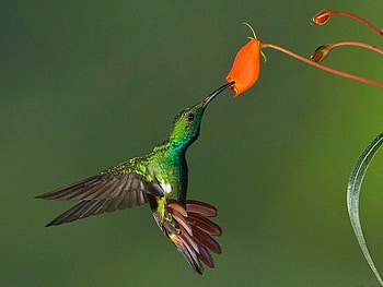 Humming Bird, humming, beautiful, bird HD wallpaper