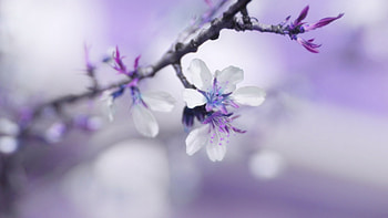 Spring, bokeh, purple, white, flower, blossom HD wallpaper