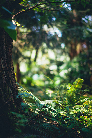 Nature, Trees, Grass, Fern, Forest HD phone wallpaper