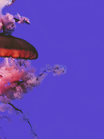 Animals, Water, Jellyfish, Beautiful, Tentacle HD phone wallpaper