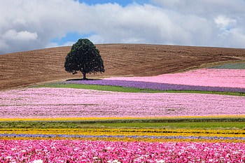 Nature, Flowers, Summer, Wood, Multicolored, Motley, Tree, Field HD wallpaper