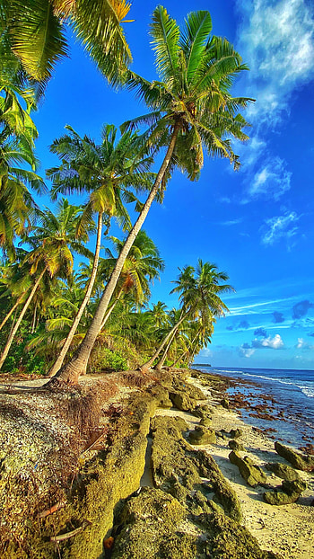 Nature, Sky, Sea, Palms, Coast HD phone wallpaper