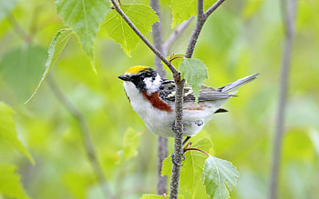Animals, Bird, Sit, Sparrow, Branch HD wallpaper