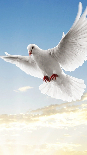 Dove, Peace Sign HD phone wallpaper