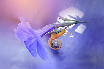 :), snail, melc, yellow, blue, flower, nature HD wallpaper
