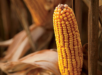 Cornfield, Abstract, graphy, Yelllow HD wallpaper