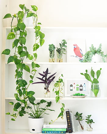A well-styled indoor shelf featuring a variety of houseplants and framed artwork. HD phone wallpaper