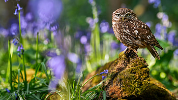 Owl, animal, nature, bird HD wallpaper