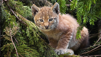 Animals, Iris, Kitty, Kitten, Branches, Spruce, Fir, Needles HD wallpaper