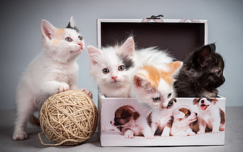 Box of Kittens, cats, box, animals, kittens HD wallpaper