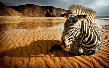 Animals, Landscape, Zebra HD wallpaper