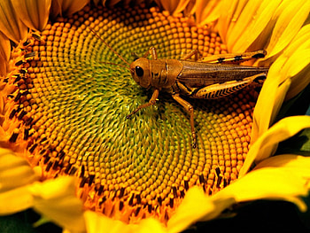 adi, nature, flowers HD wallpaper