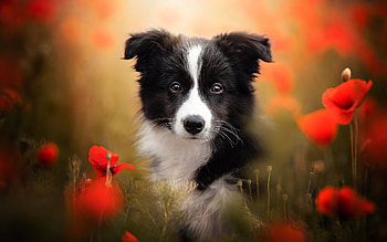 Border Collie, dog, poppies, animal HD wallpaper