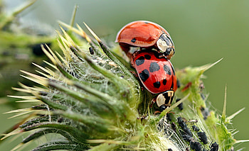 Insects, Ladybugs, Plant, Macro HD wallpaper