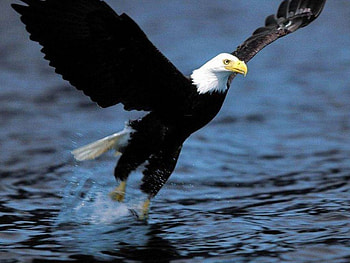 Ready to take off, take off, bird, eagle, lake HD wallpaper