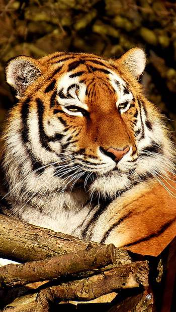 Tiger smart , Exquisite design, Thypix 42, Mobile beauty HD phone wallpaper