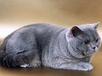 grey cat, beautiful cat HD wallpaper