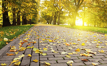 Yellow Leaves In Park, leaves, park, yellow, nature HD wallpaper