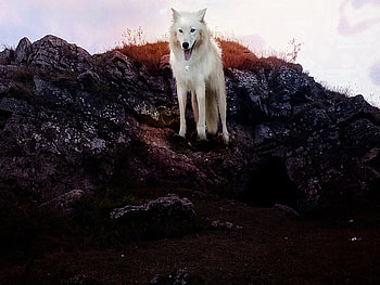 Come and see, see, white, wolf, mountain HD wallpaper