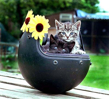 Kittens and sunflowers, kitten, cat, sunflower, flower HD wallpaper
